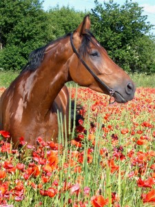 Obrazek