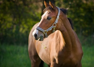 Obrazek